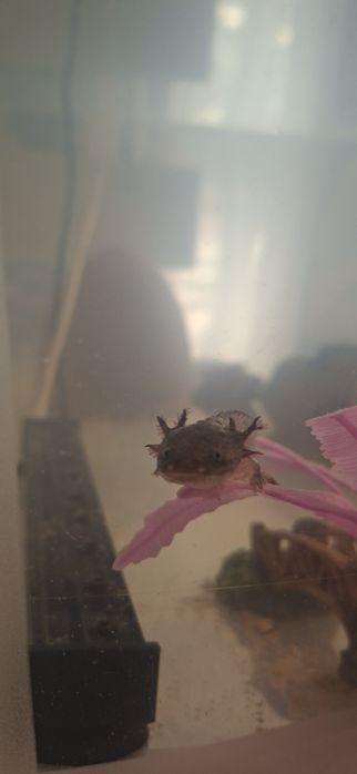 pui Axolotl doar in Focsani!