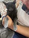 Породиста котка