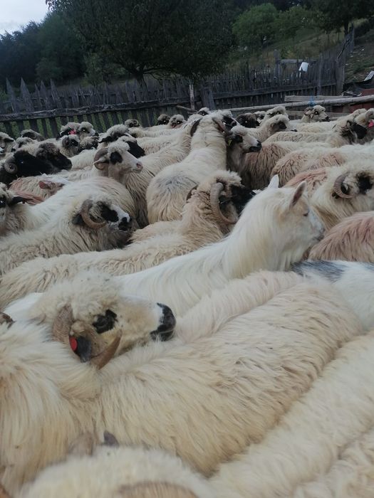 De vanzare oii turcane.