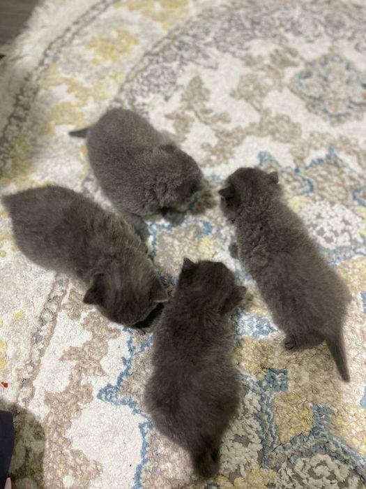 Котенки, порода scottish