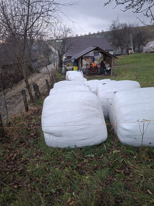 vand baloti infoliati