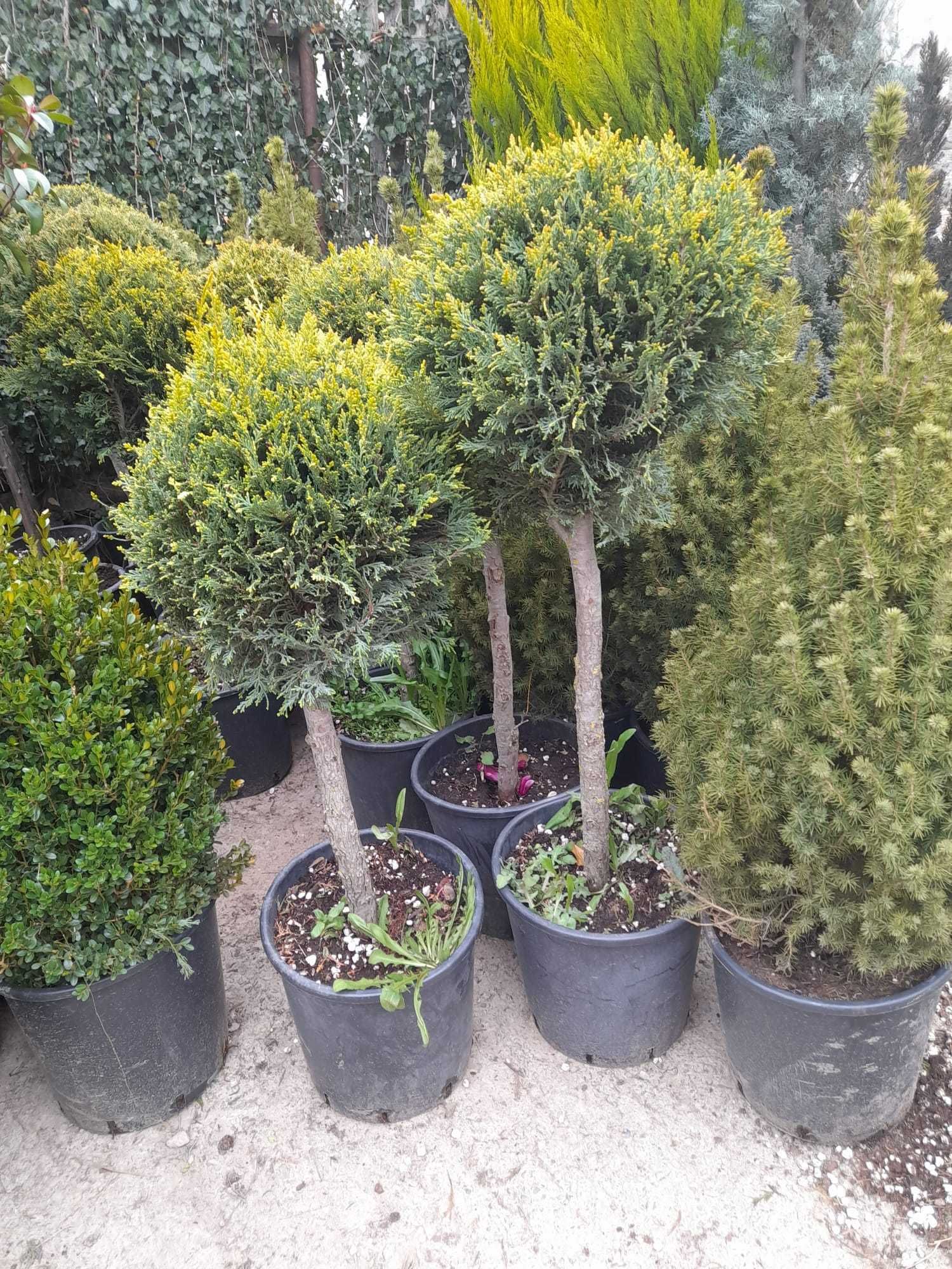 Plante ornamentale