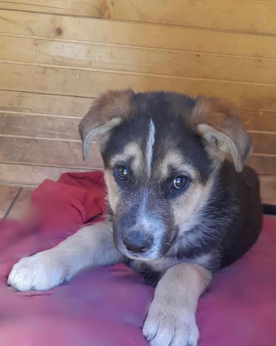 Donez cățeluș ciobănesc german