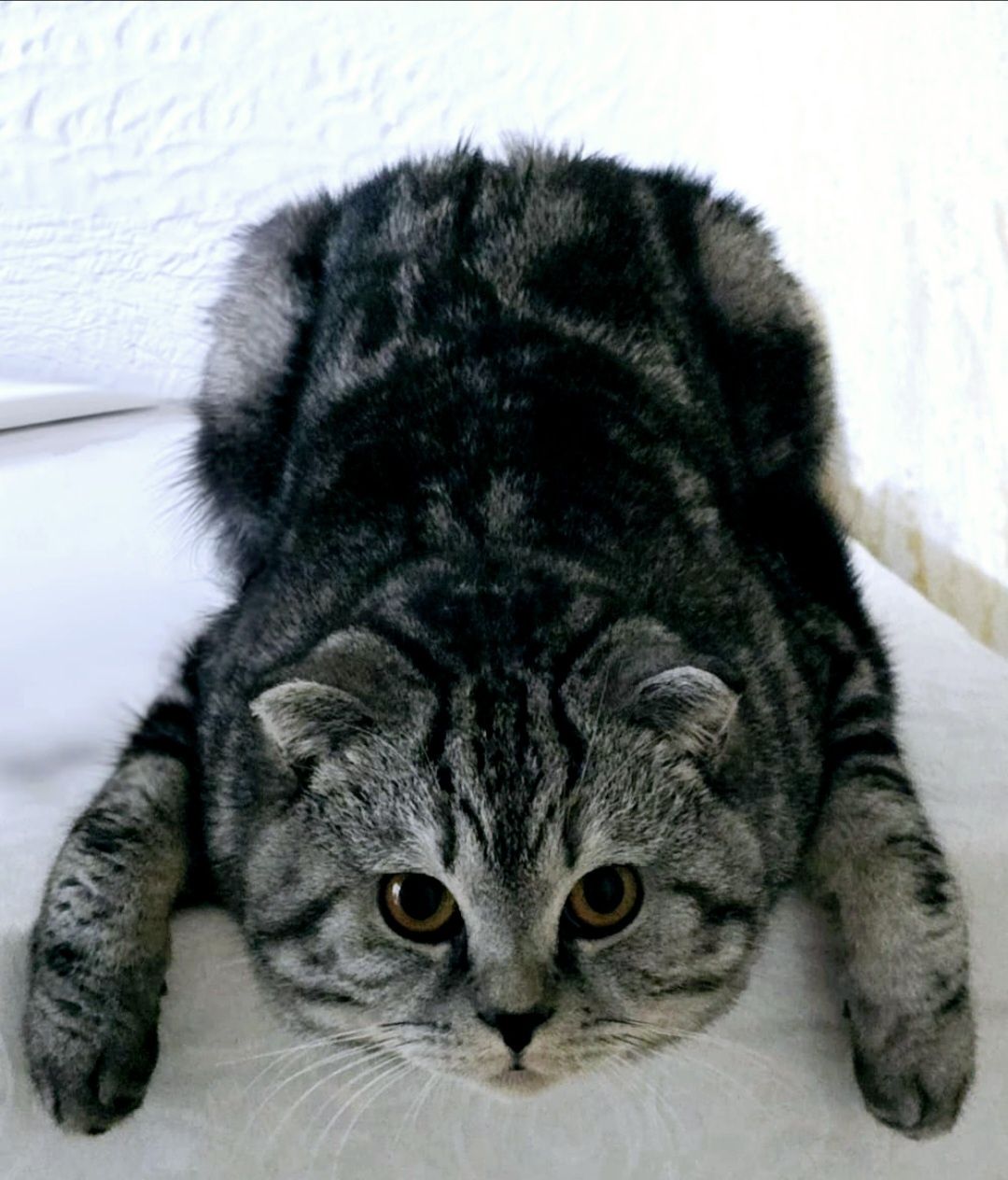 Шотландский вислоухий кот для вязки