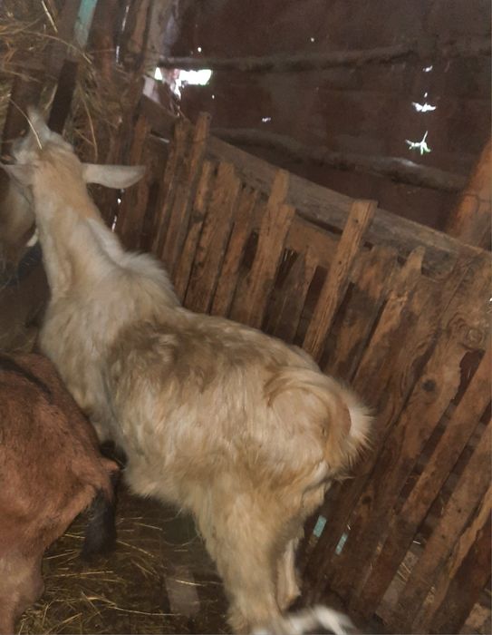 Vând țap de anul trecut