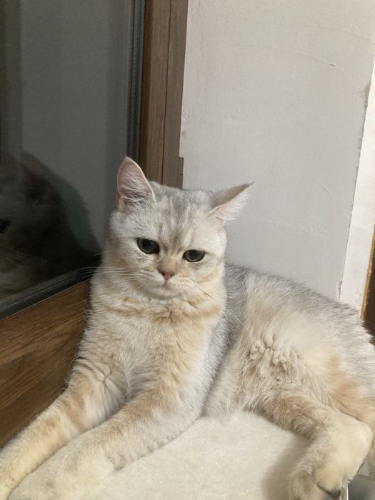 Сотилади  shinshilla