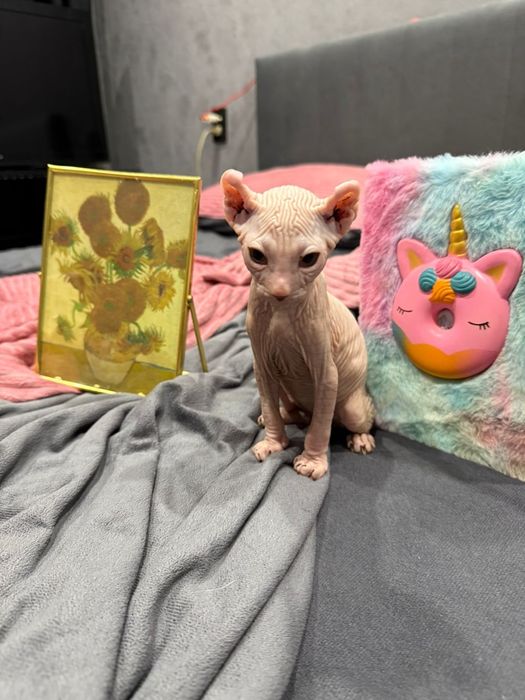 Сфинксы левкой и эльф