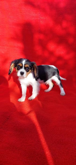 Кавалер кинг чарлз шпаньол.