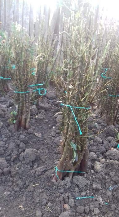 Pomi fructiferi COLUMNARI