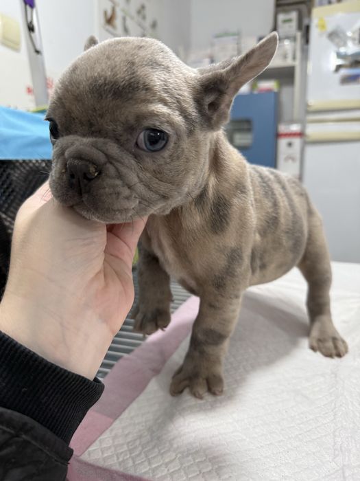 Bulldog Francez Merle