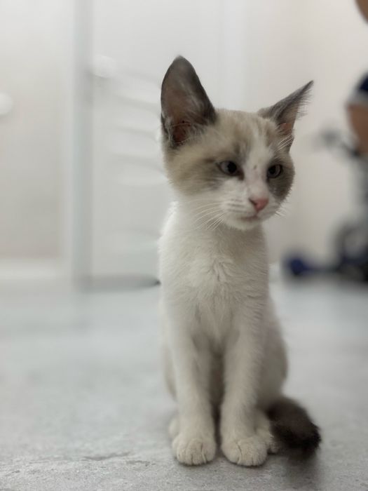 Котенок мальчик Отдам в добрые руки