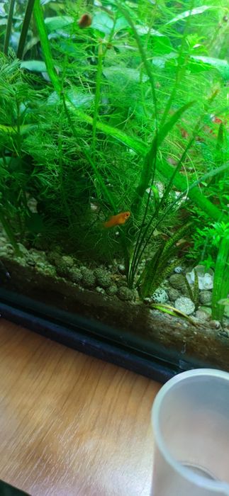 Acvariu complet cu pești si plante