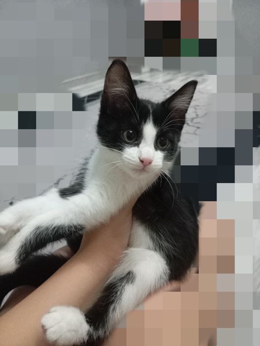 Котенок в хорошие руки