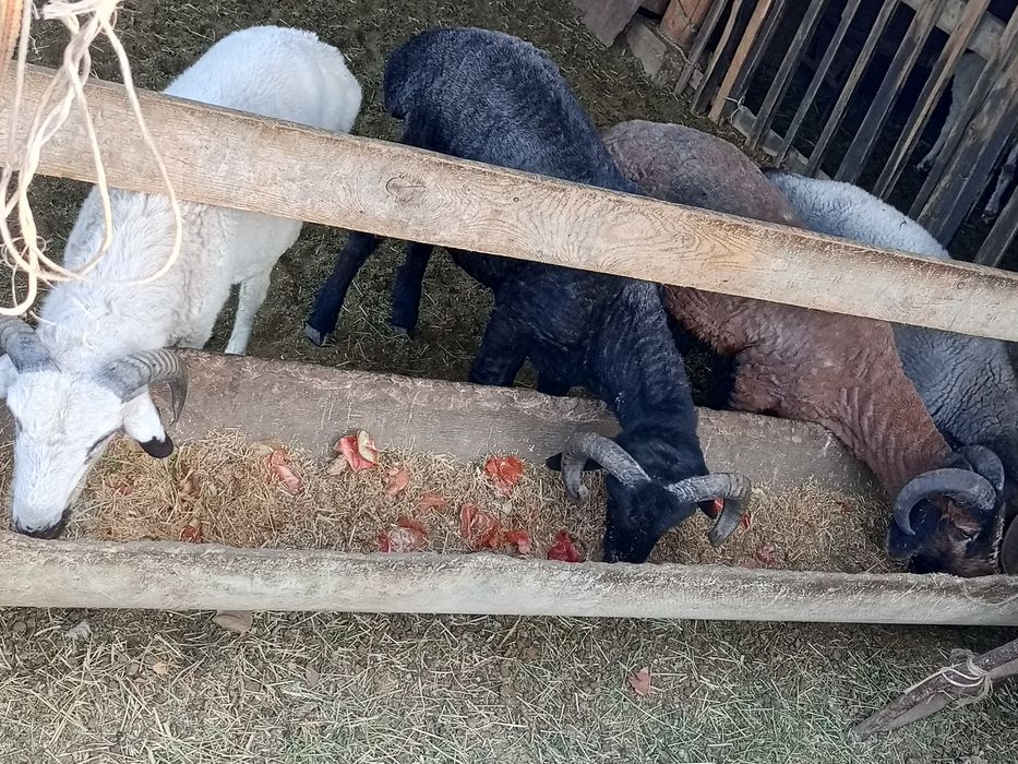 Quchqor Barra sotiladi.Kelishilgan narxlarda