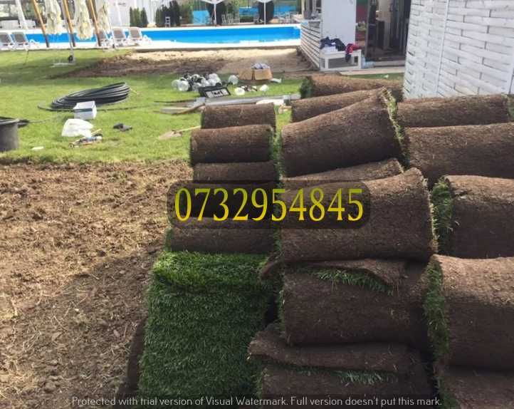 Gazon Englezesc Premium – Verde Intens Tot Anul