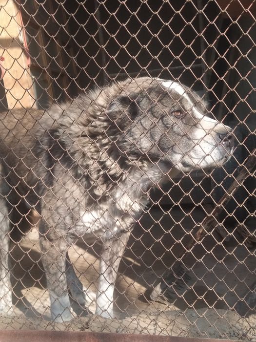 Alabay sotiladi srochni