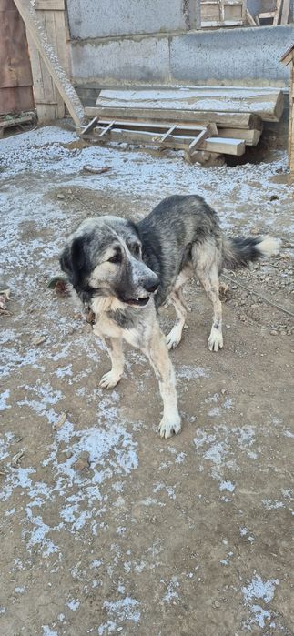 Собака тобет отдам даром