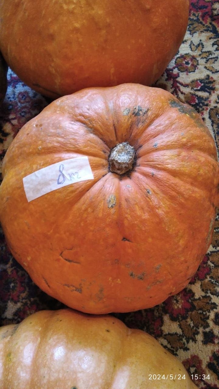 Продам домашнюю тыкву