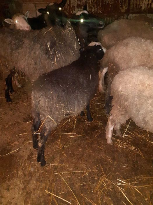 Продавам агнета Романовски