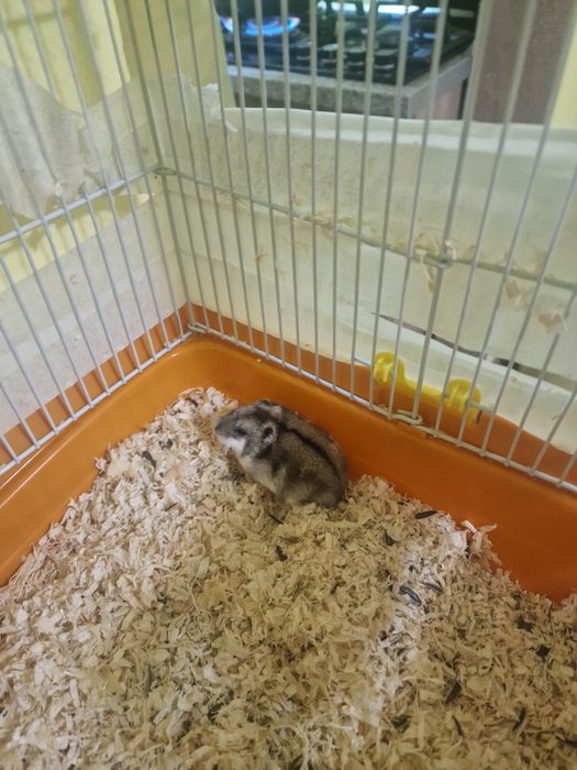 Hamsteri 5 puii si o femela
