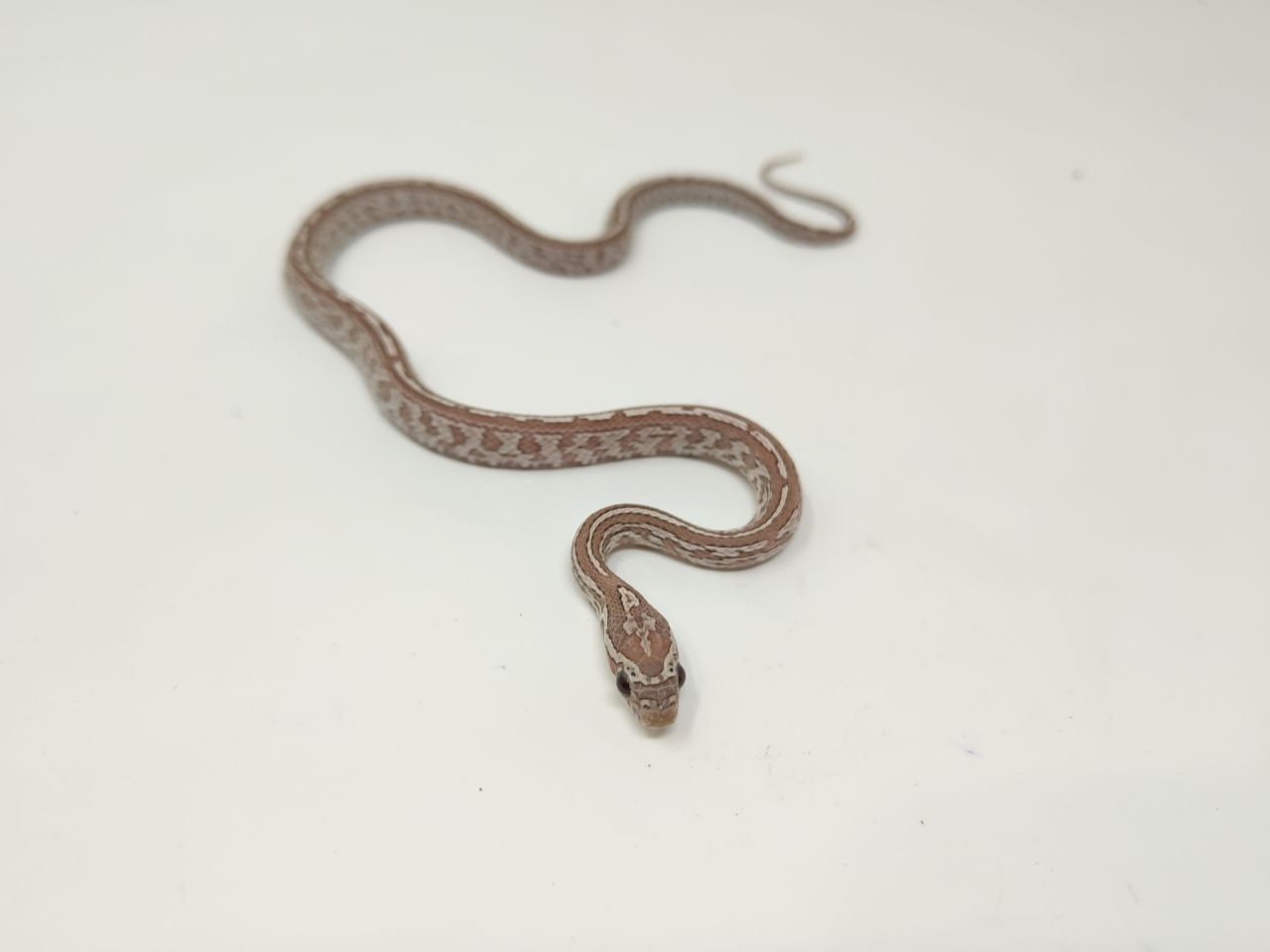 Царевичен Смок / Pantherophis guttatus