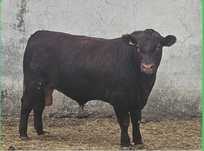 Taur angus rosu.