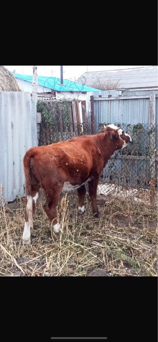 Продам корову на согым
