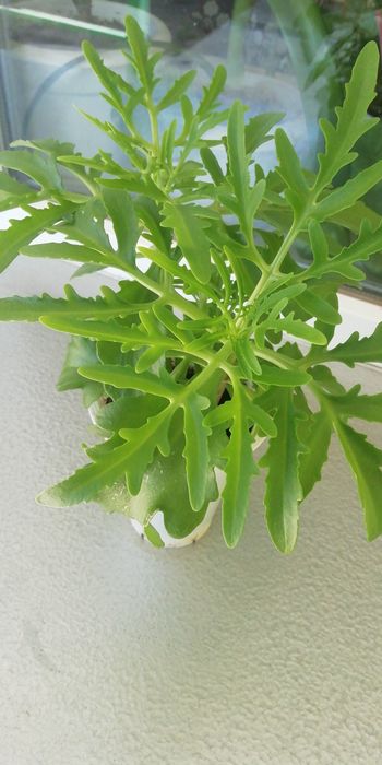 Комнатные домашние цветы от 700 тенге.