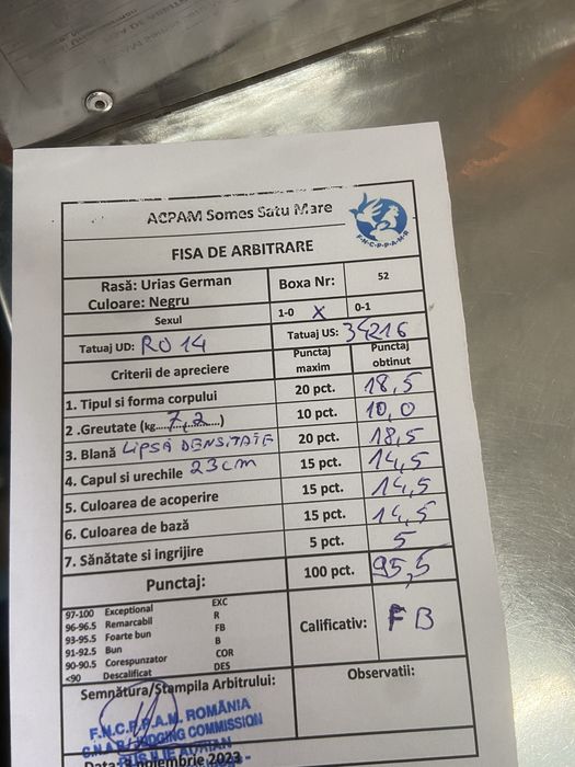 Femela urias german negru