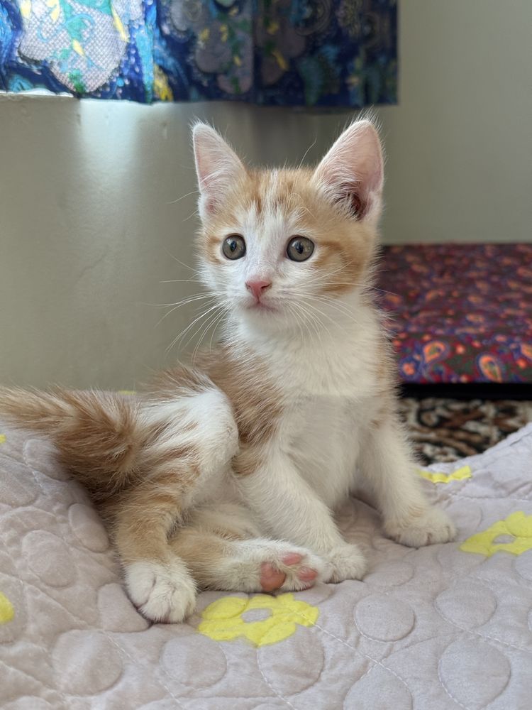 Отдам даром котенка, 1,5 месяц