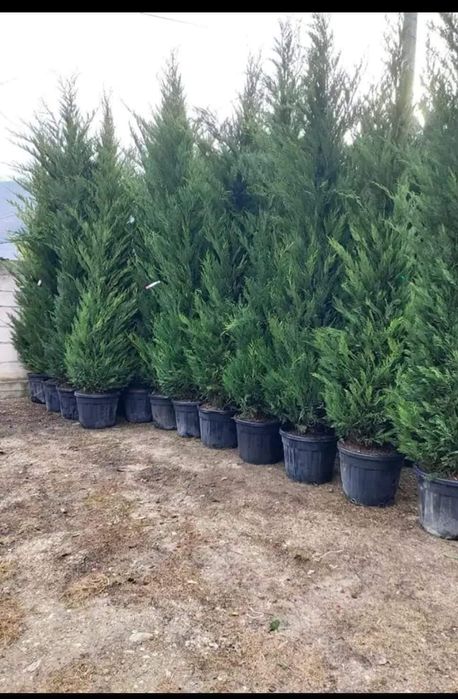 Tuia leilandi creștere rapida ușor de întreținut Livrez personal in ta