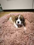 Pui Cavalier King Charles