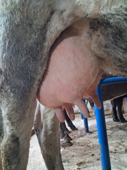 Vand sau schimb cu vacă de tăiere