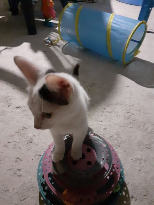 Doi băieței cuminți își caută stăpâni