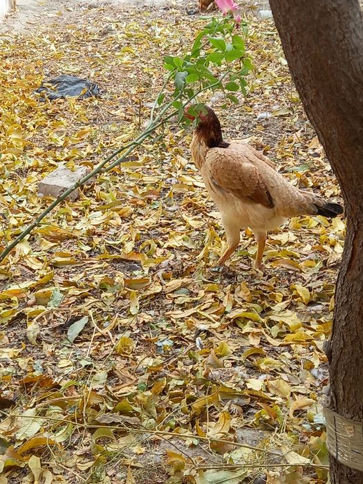 Брама ва куланги товуклар
