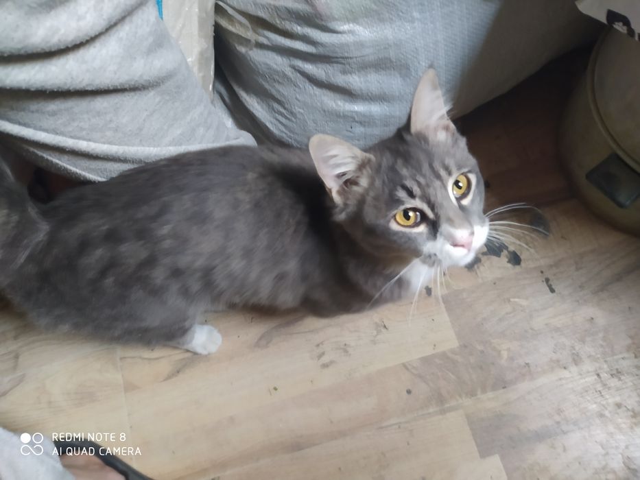 Котёнок пушистый бесплатно