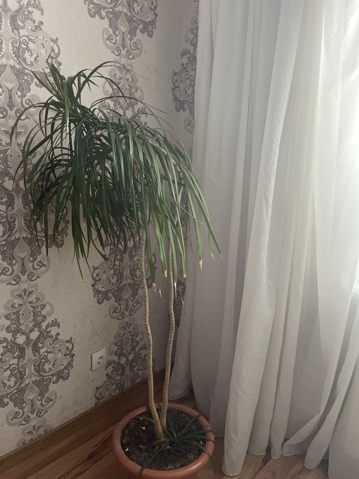 Драцена высокая для офиса продам