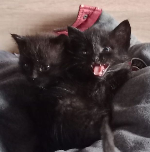Отдам котят! Ласковые и милые