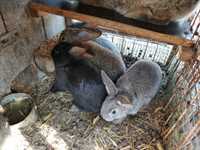 Крольчата и крольчихи