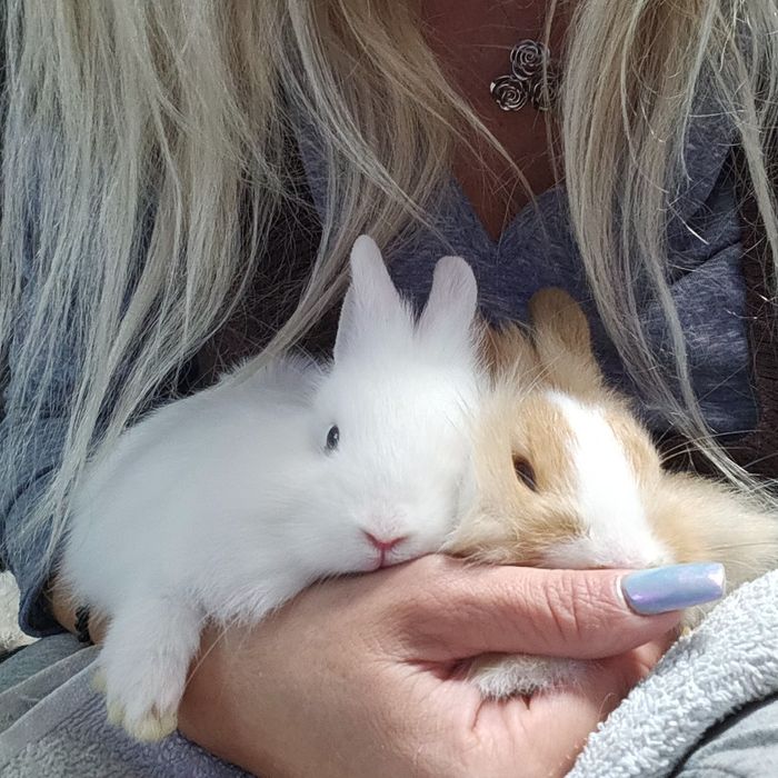 Iepurasi drăgălași...cap de leu