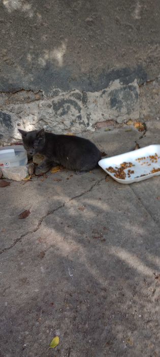 Котенца на два месеца търсят дом