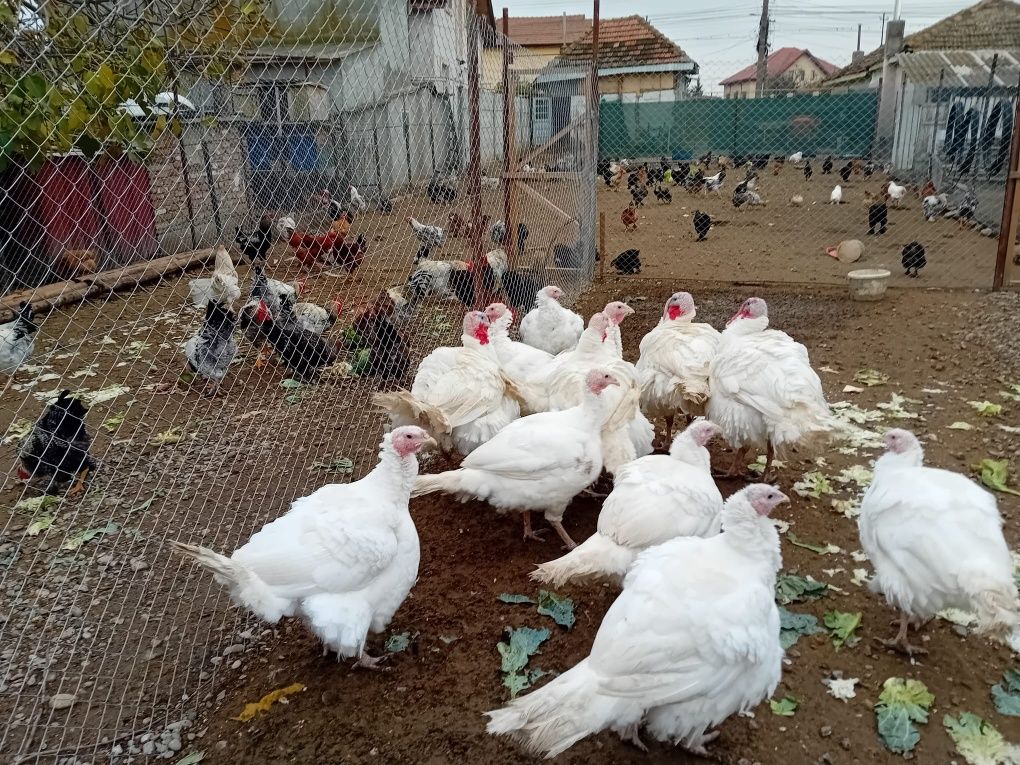 Curcani crescuti cu cereale