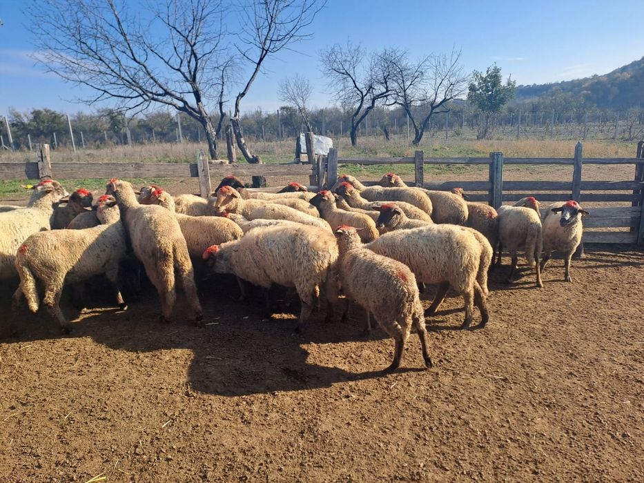 Oi tigaie de vanzare