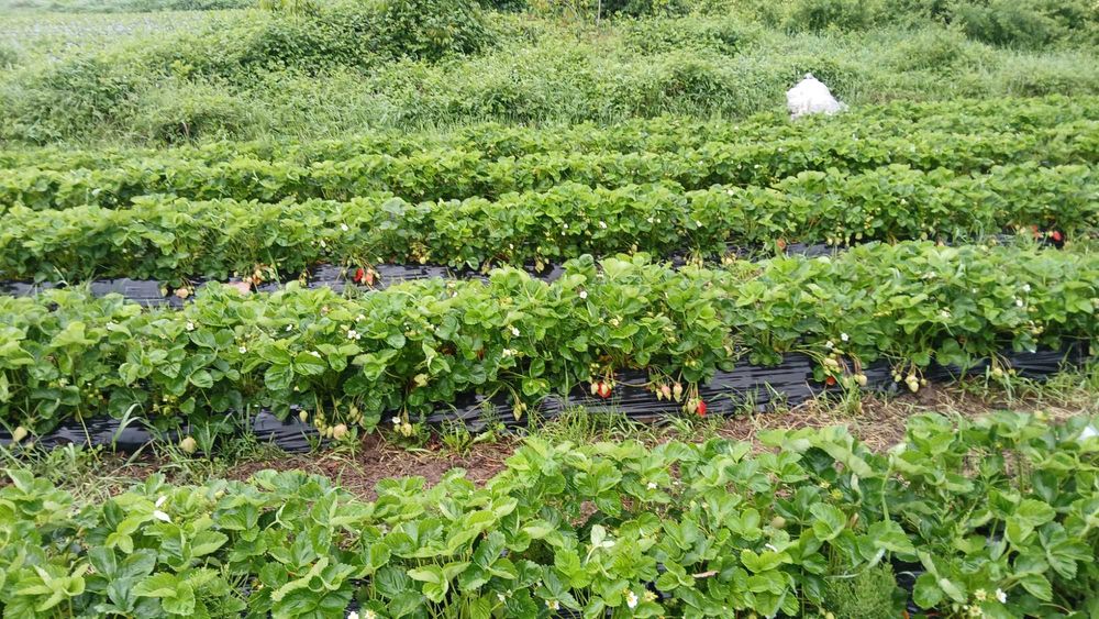 Разсад ягоди холандски и италянски сортове