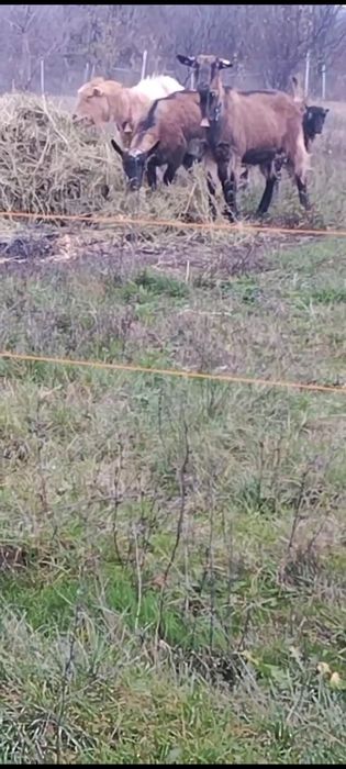 Vând 4 capre și 2 iedute