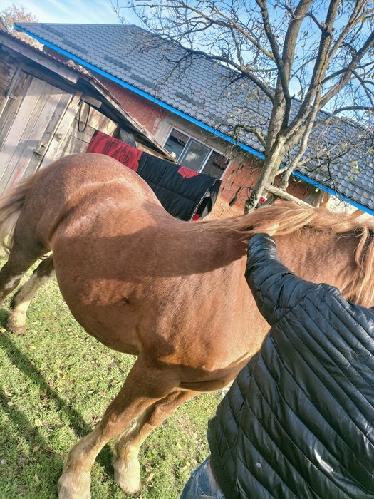 Vând iapa 7 ani trage foarte bine