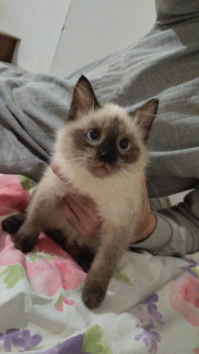 Отдам в добрые руки котят