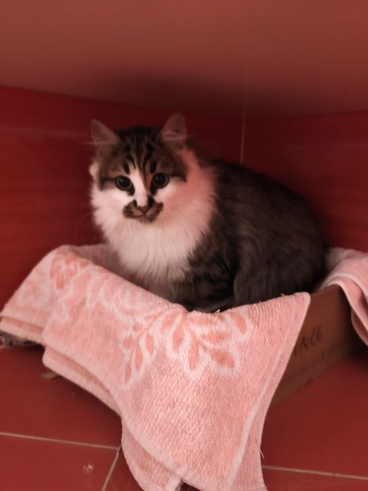 Подарявам малко мъжко котенце