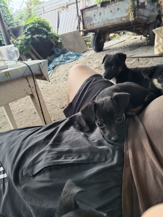 Отдам щенят в добрые руки