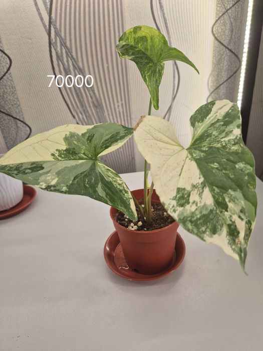 Продаётся комнатные цветы